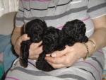 Toy poedel pupps